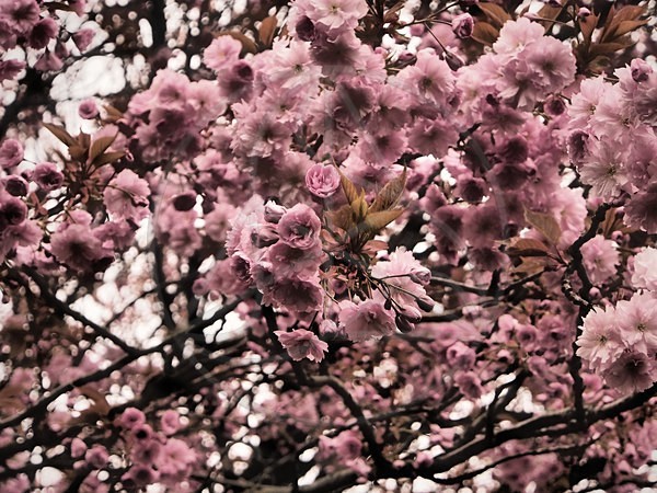 Blossom - Everything Else