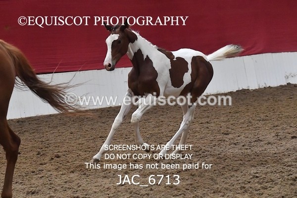 JAC_6713 - 15 Ziggy of Westoak