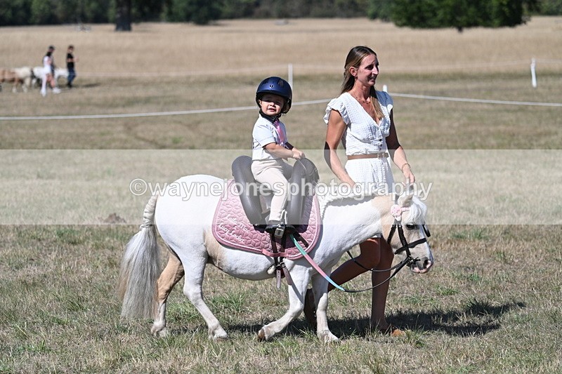 WJ7_1396 - Class 41 Prettiest Mare