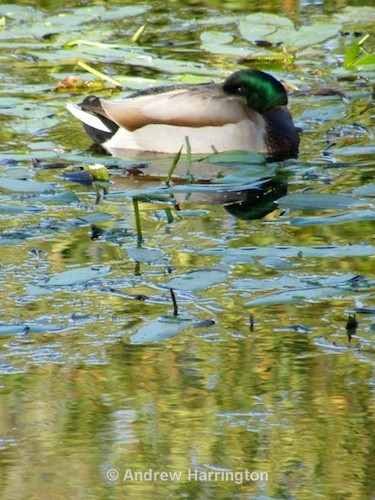 peace - Photos 2