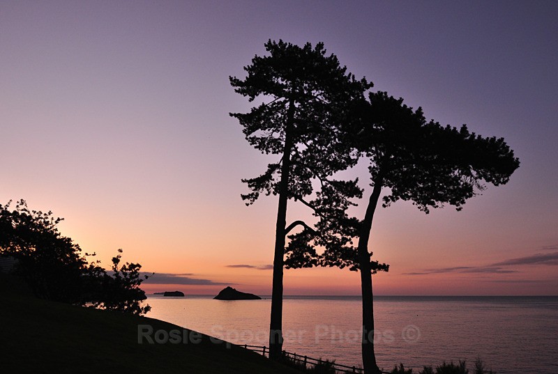Silhouette tree view at Meadfoot Torquay - Meadfoot Beach Torquay