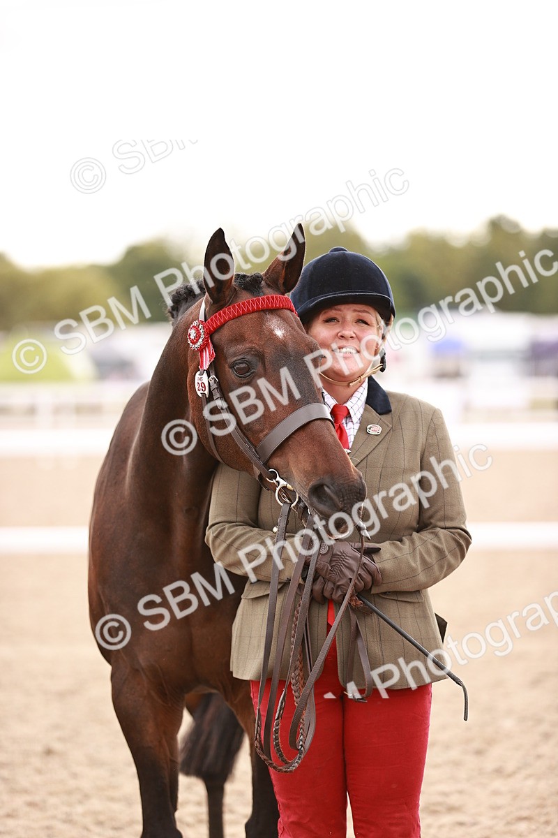 SBM_16214 - Class412 - Handsome Gelding (IH  or Ridden) Adult