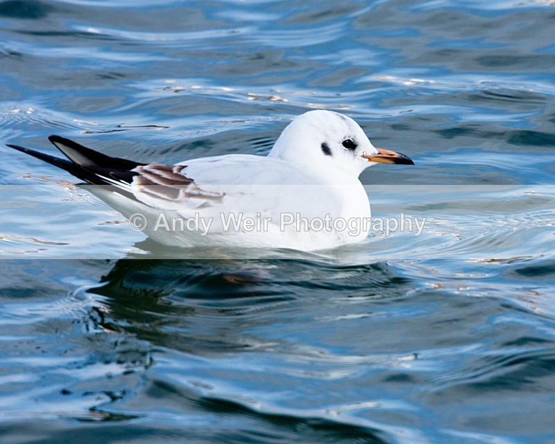 20110306-IMG_8135 - Black-headed Gull