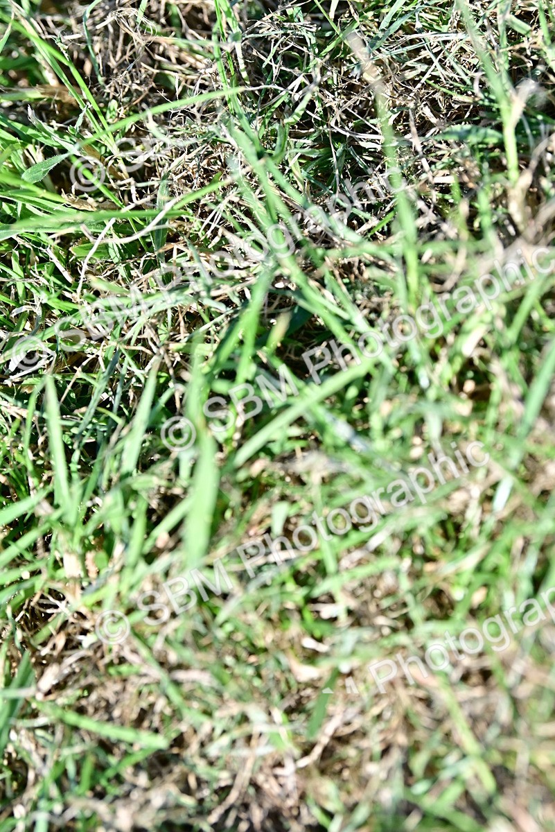 SBM_19553