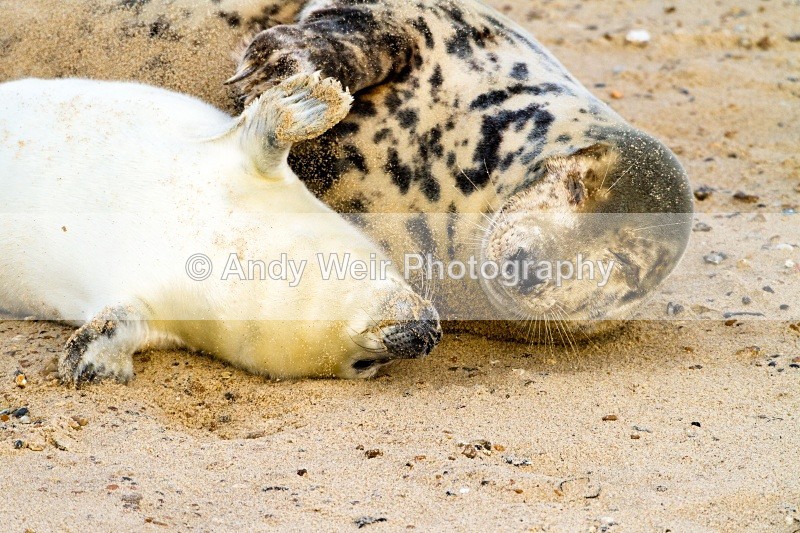 20101128-3733 - Grey Seal