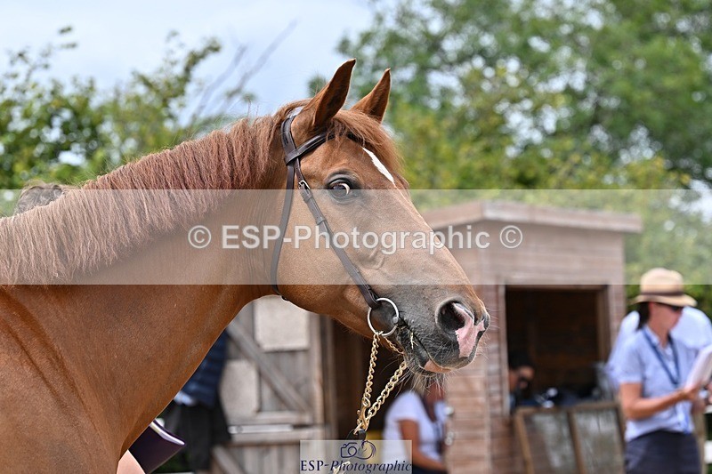 250716-133334-00569 - Trot Up 1.30 to 2.30