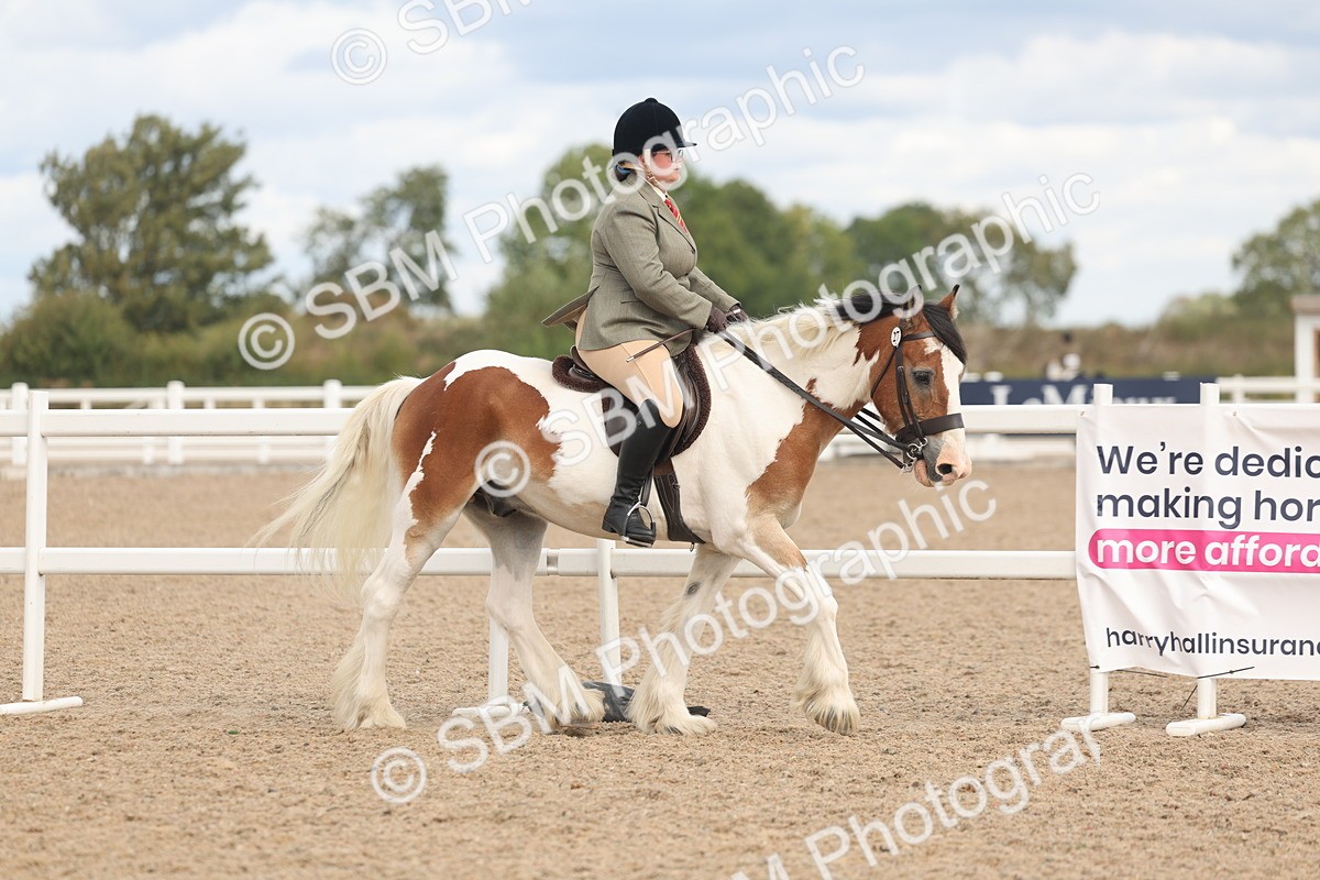 SBM_14720 - Class 308 - Ridden Coloured Horse