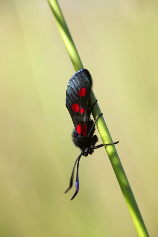  - Insects & Snails, Great Britain