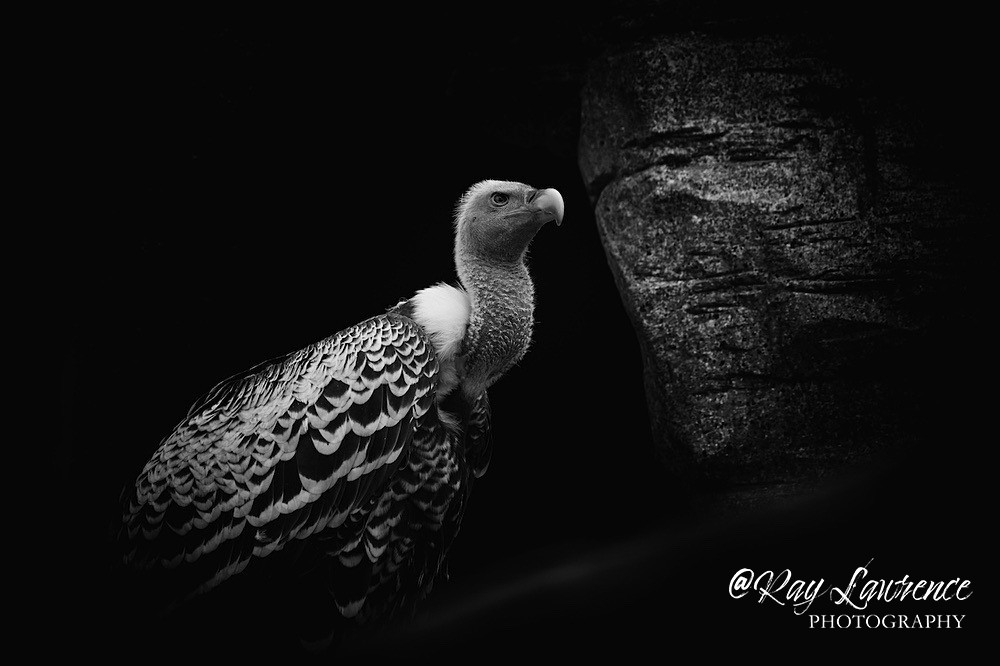 Vulture-RLP_8816 - Wildlife - Other