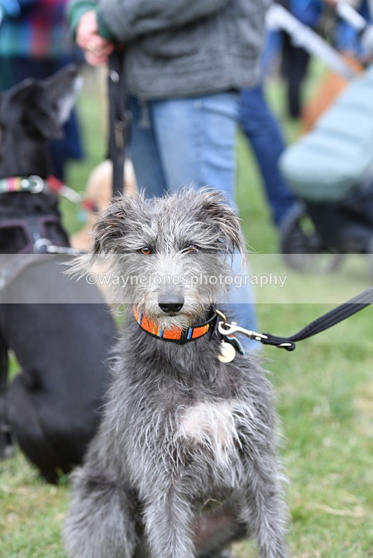 WJ5_9237 - Class 1 Best Cross Breed / Heniz 57