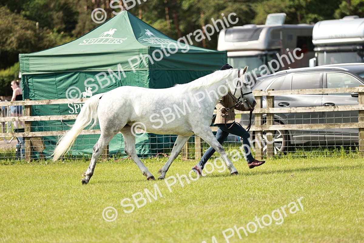 SBM_01624 - Class 14-23 - Mountain & Moorland In Hand Non Welsh