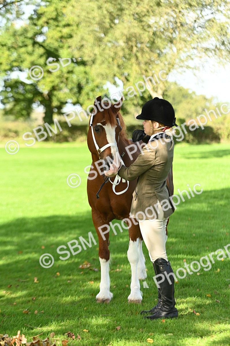 SBM_15882 - S1 - TSR in Hand Horse & Pony Showing