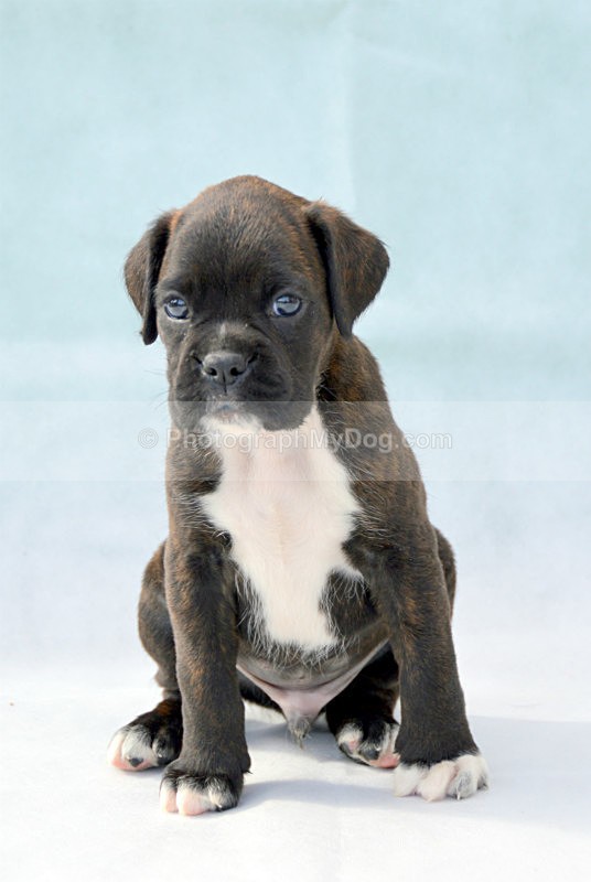  - Boxers
