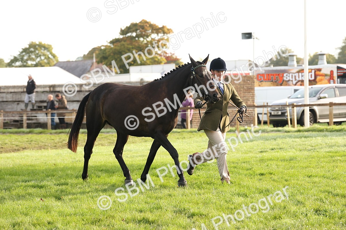 SBM_54995 - S52 - Riding Horse & Hack & thoroughbred In Hand