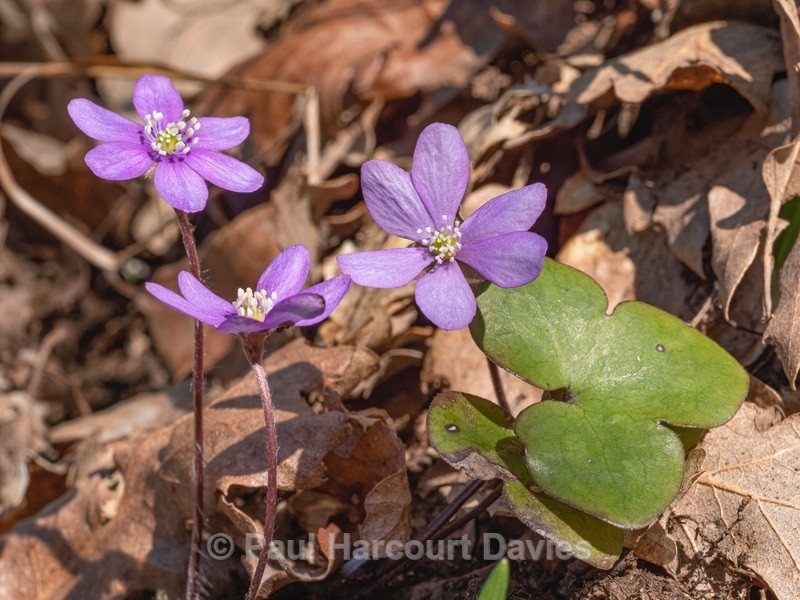 Hepatica (Hepatica nobilis also H. triloba and Anemone hepatica) - Flower Portraits