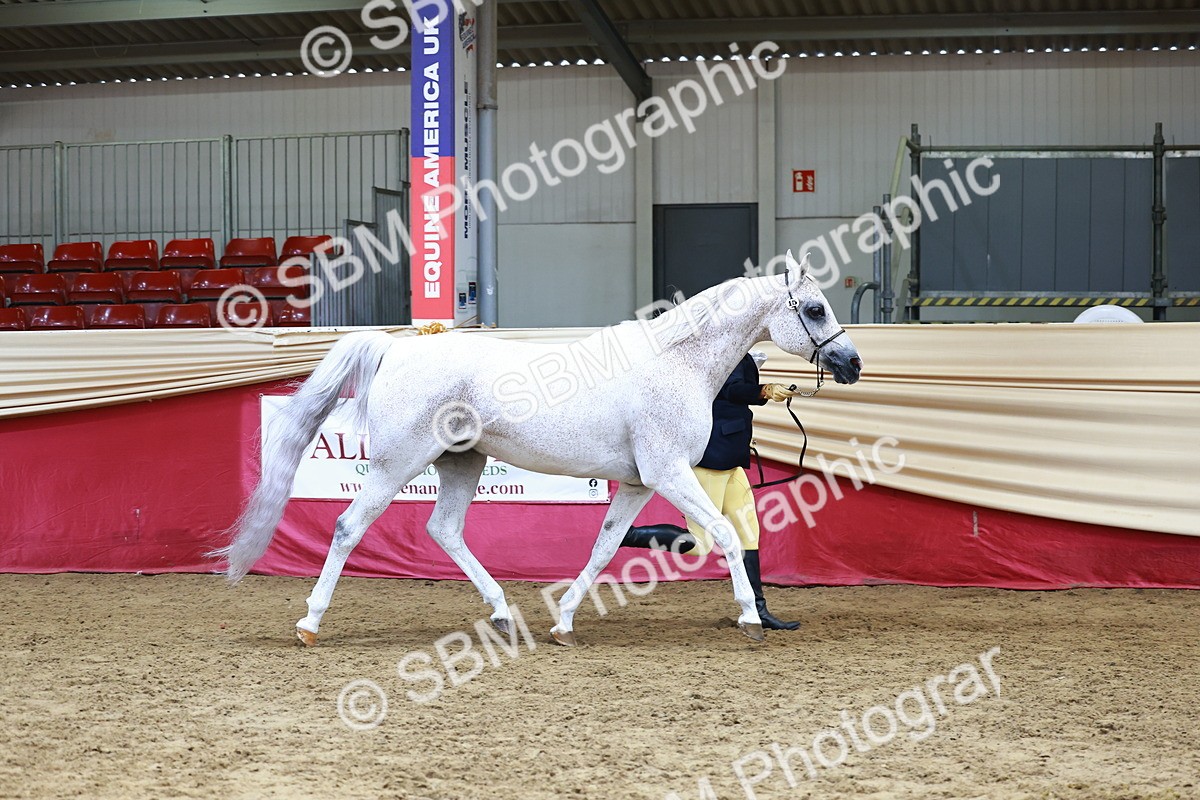 SBM_23182 - Class 903 - Supreme Final - IH Pre Vet