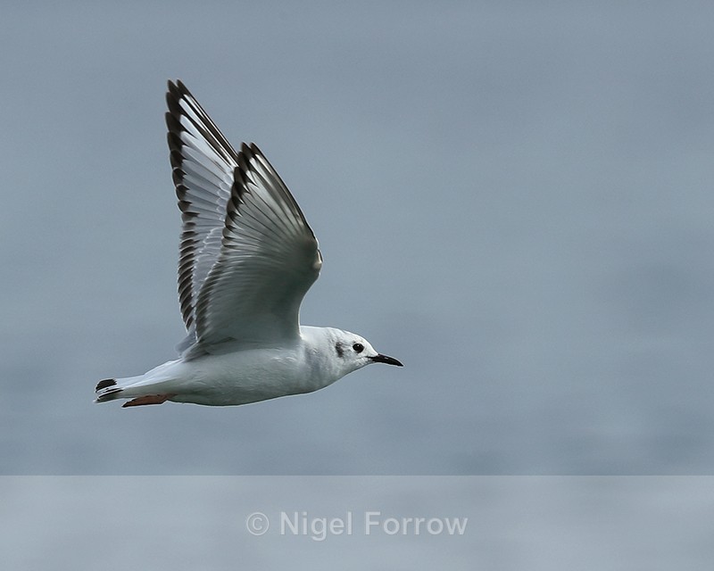 Bonaparte's Gull in flight, low over Farmoor Reservoir - Bonaparte's Gull