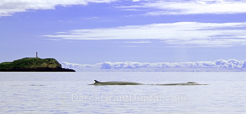 Bay of Fundy Whale Watching
