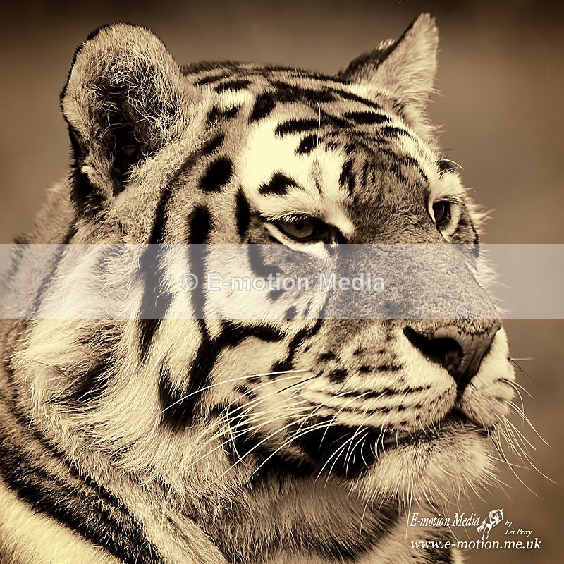 _LEZ9505sepia - Nature