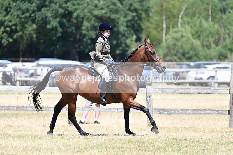 WJ7_3140 - Class 7 Riding Club Show Horse