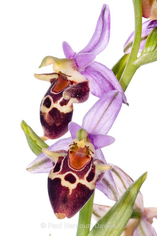  - WB: Orchids - Ophrys