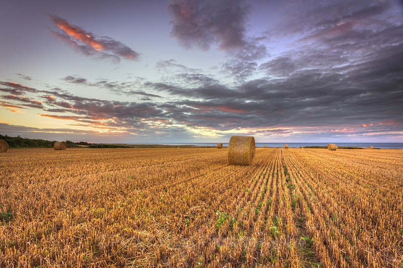 IMG_0877_Fields Of Gold - Landscapes