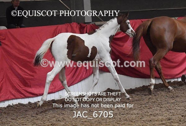 JAC_6705 - 15 Ziggy of Westoak