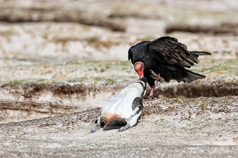 Turkey Vulture dragging dead penguin, Volunteer Point, Falklands - Turkey Vulture