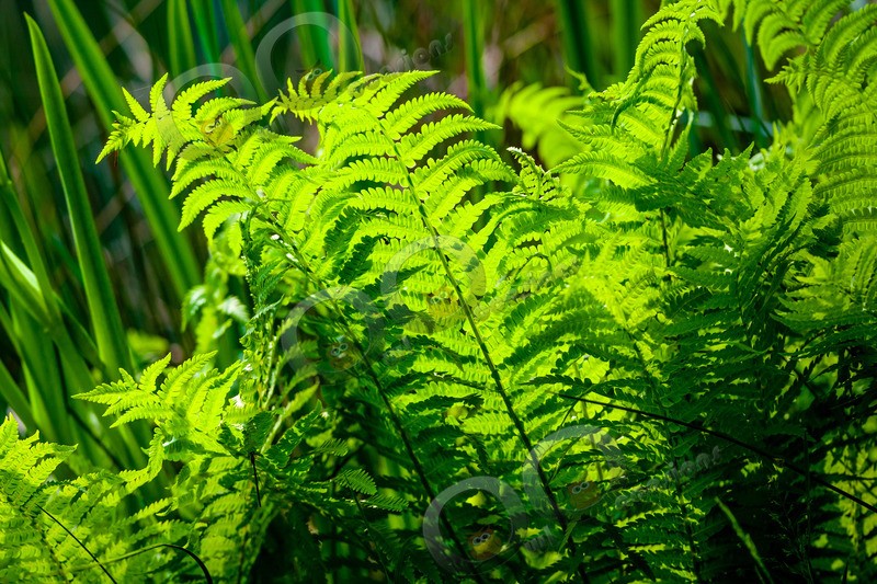 Fern-5974 - Plants and trees