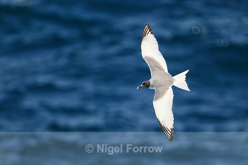 Swallow-tailed Gull showing upperwings in flight, Espanola, Galapagos - Swallow-tailed Gull