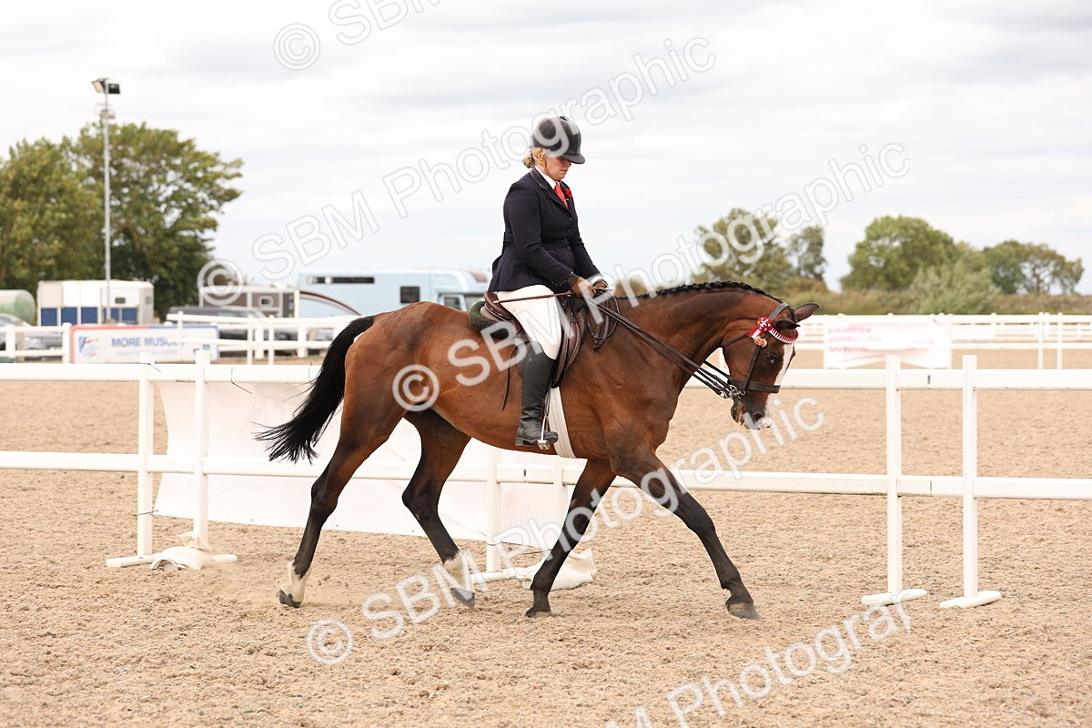 SBM_17314 - Class 214 - Ridden Hack Riding Horse
