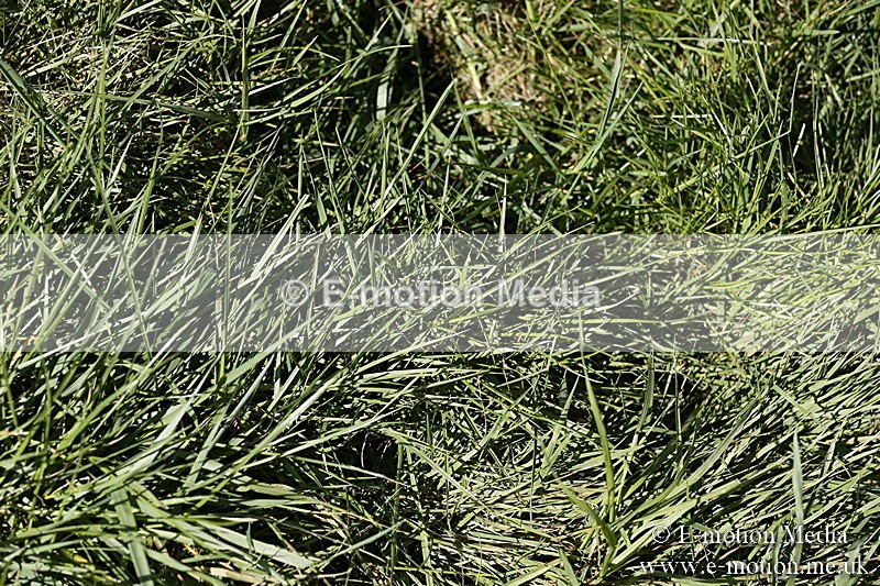 PtP 260317 64 - Mendip Farmers Point-to-Point Ston Easton 26/03/17