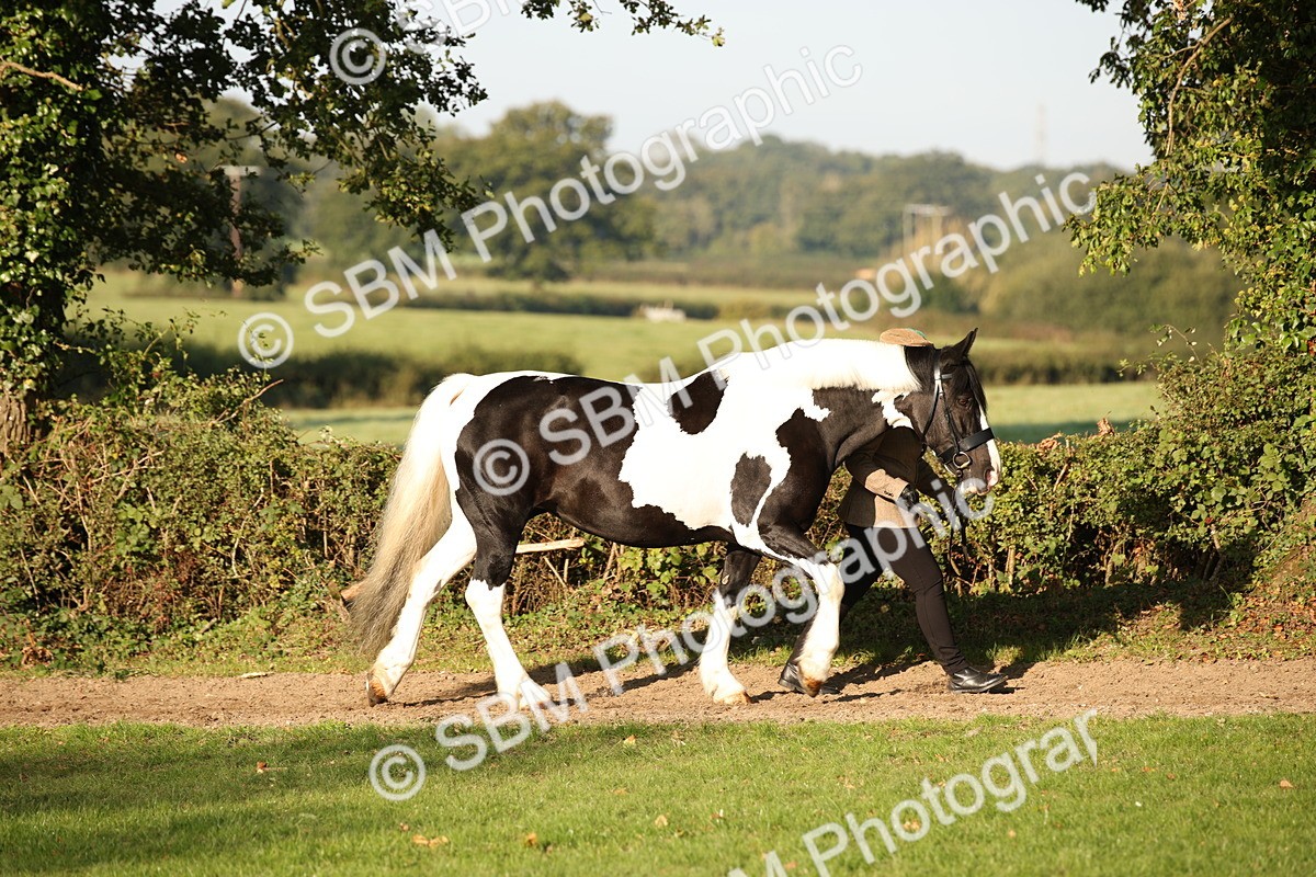 SBM_58653 - S51 - Piebald & Skewbald Horse In Hand