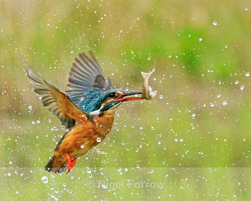 Kingfisher (female) takes off with fish, Scotland - Kingfisher