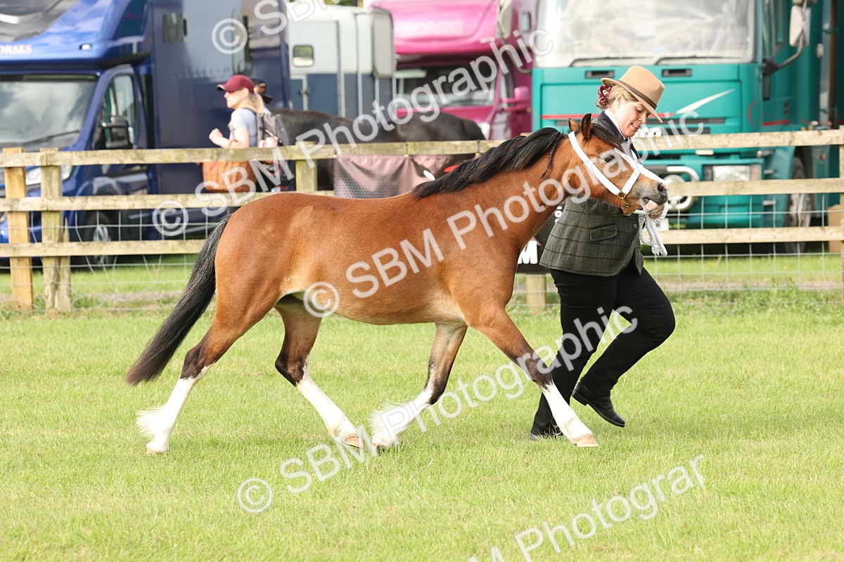 SBM_00447 - Class 6-13 - Mountatin and Moorland In Hand Welsh Breeds