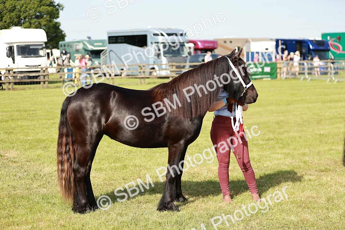 SBM_00902 - Class 14-23 - Mountain & Moorland In Hand Non Welsh
