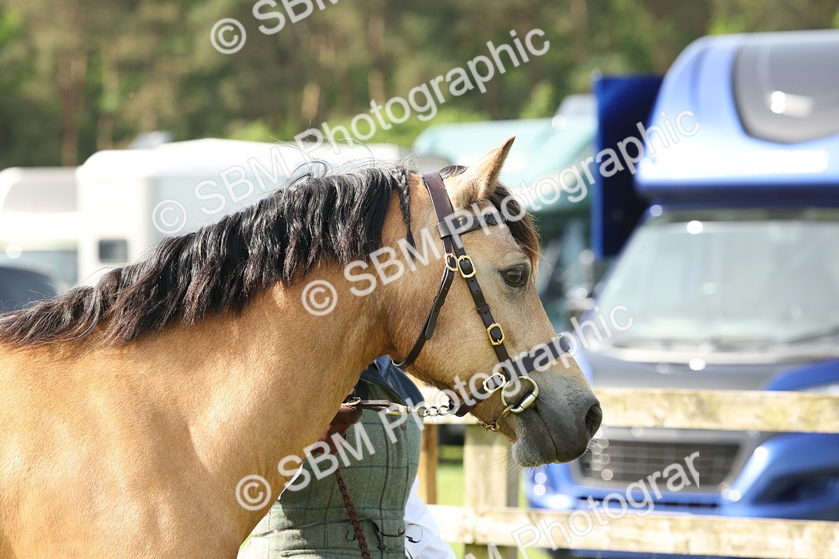 SBM_02043 - Class 6-13 - Mountatin and Moorland In Hand Welsh Breeds