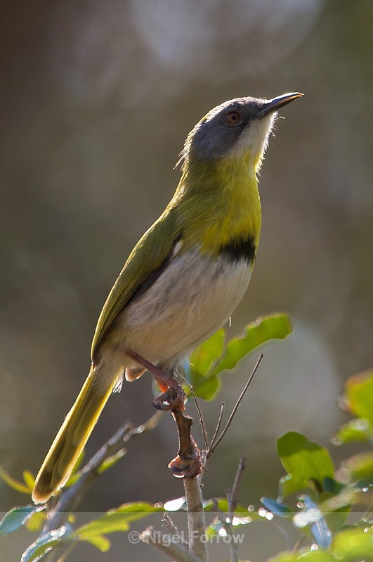 Yellow-breasted Apalis perched on a branch - Yellow-breasted Apalis