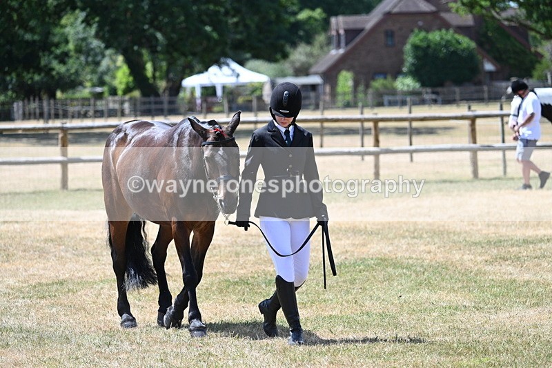 WJ7_2432 - Class 5a Most Handsome Gelding in hand (above 14.2hh)