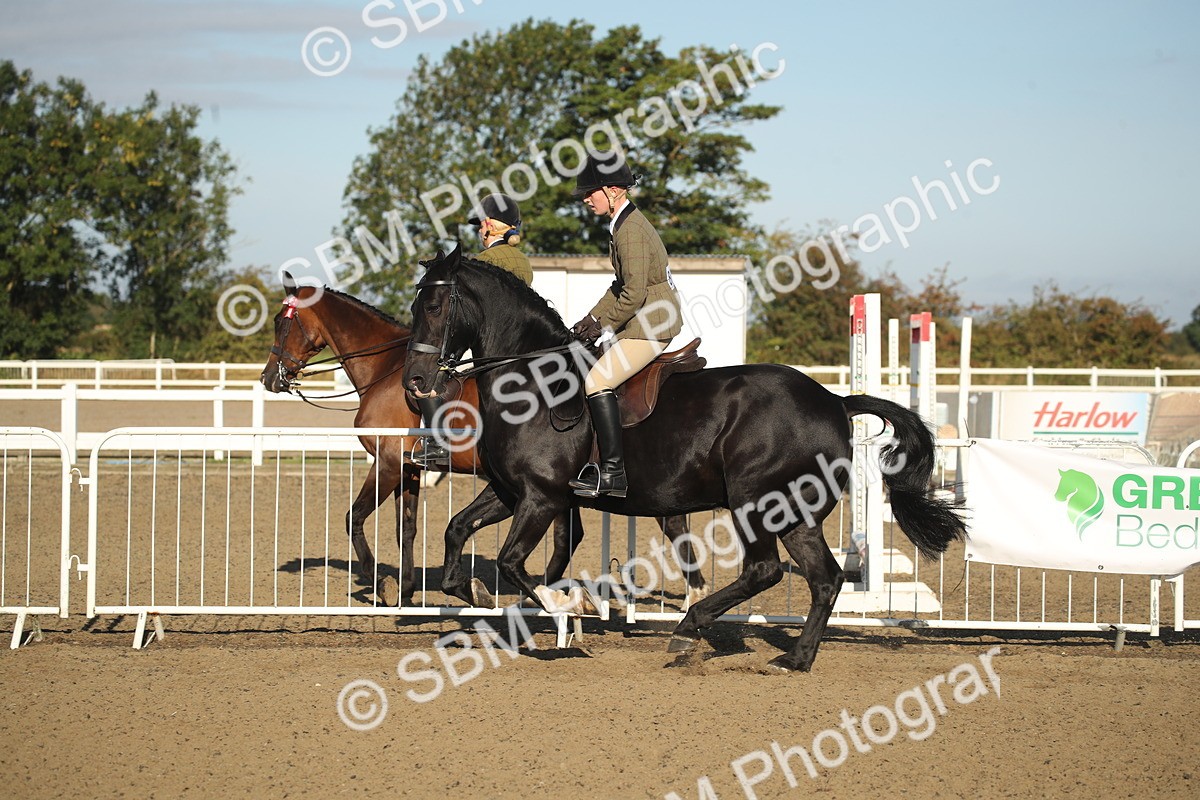 SBM_11549 - Class 502 - Riding Club Horse