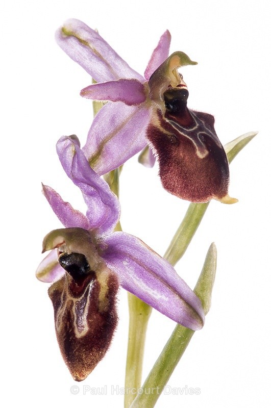  - WB: Orchids - Ophrys