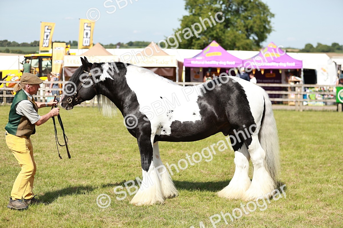 SBM_08855 - Class 63-65 - Traditional Gypsy Cobs In Hand & Ridden