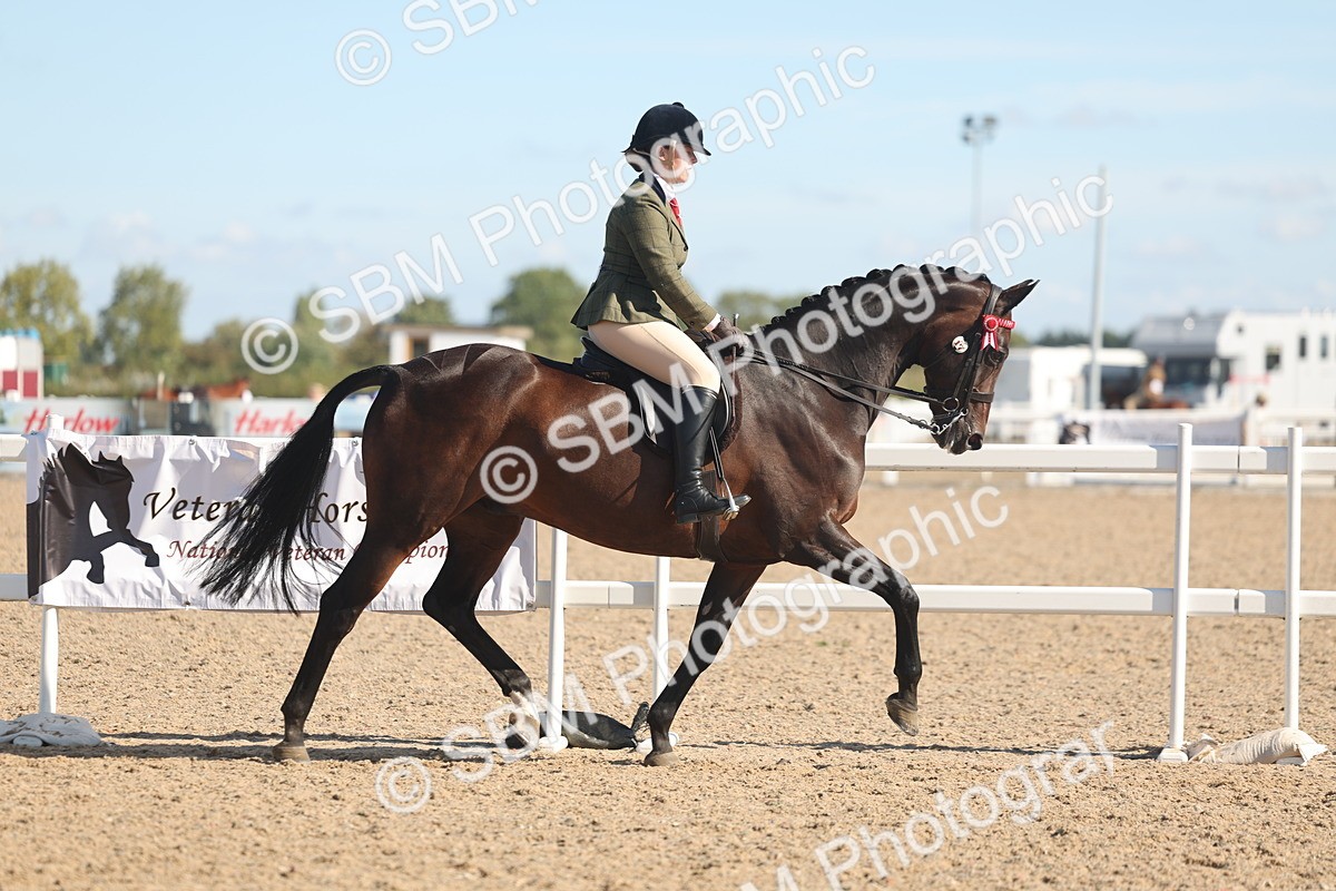 SBM_12997 - Class 305 - Ridden Foreign Breed Pure Bred
