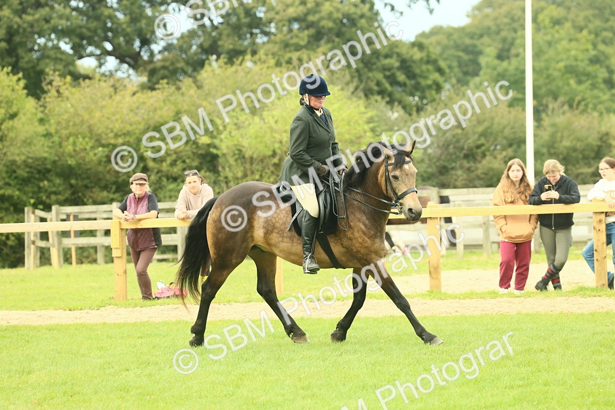 SBM_71952 - S60 - Mountain & Moorland Ridden Large Breeds