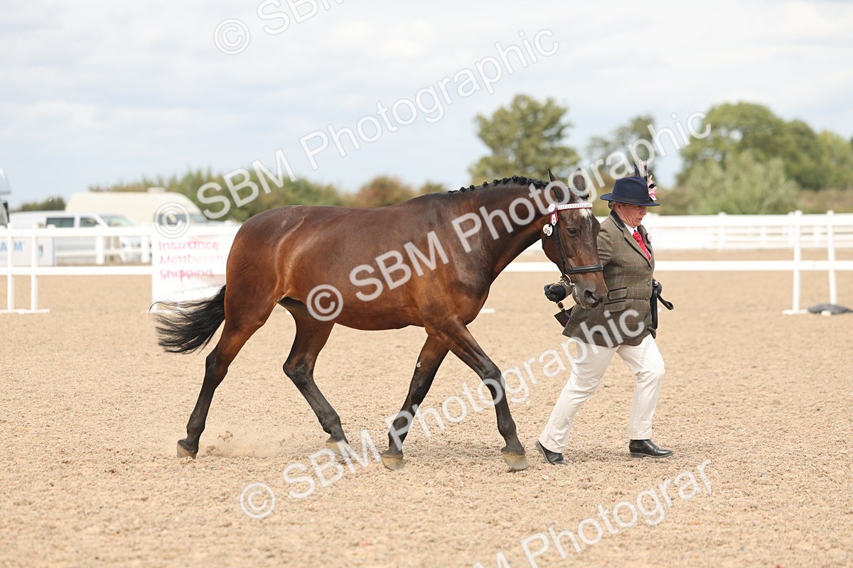 SBM_17001 - Class 312 - IH Competition Horse-Pony