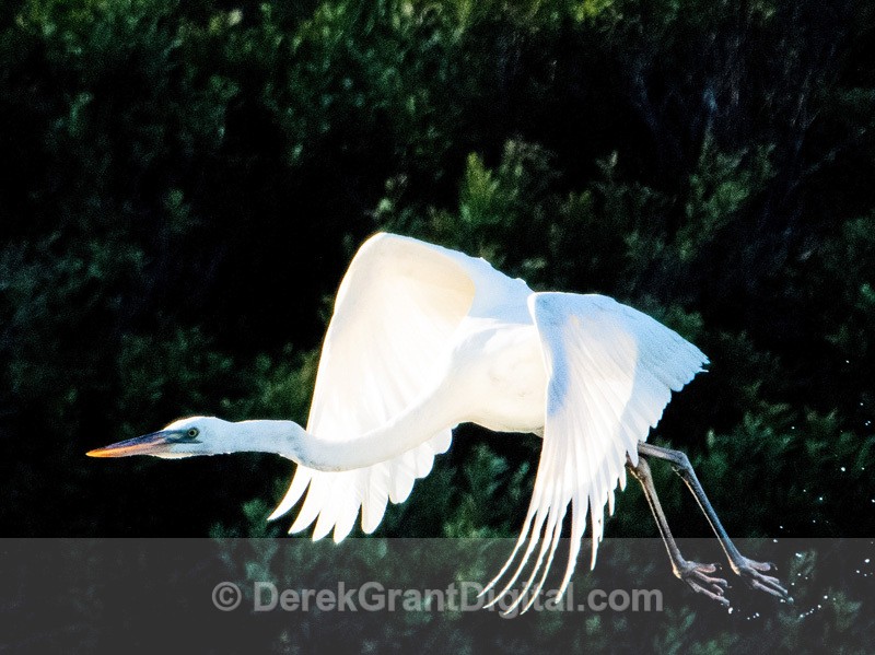 Great White Heron - Grand Manan, New Brunswick