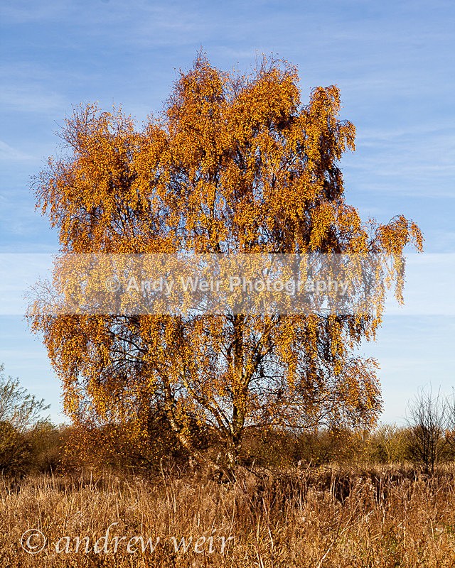 20131130-_MG_5635 - Plants and Flowers