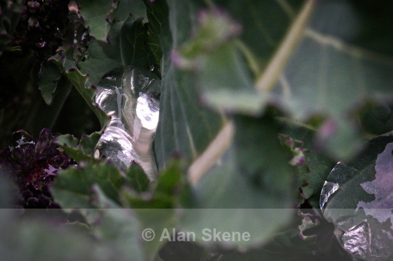 DSC00703 - Droplets