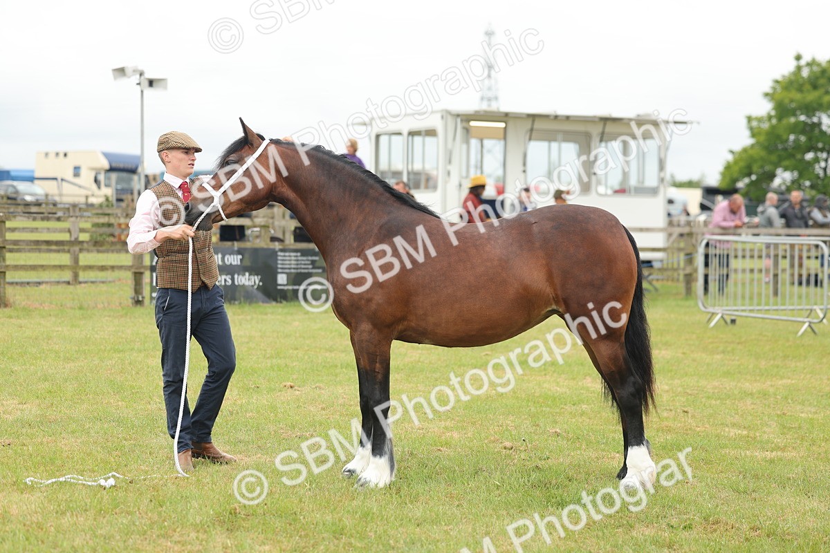 SBM_04825 - Class 50-57 - M&M Welsh Pony In Hand