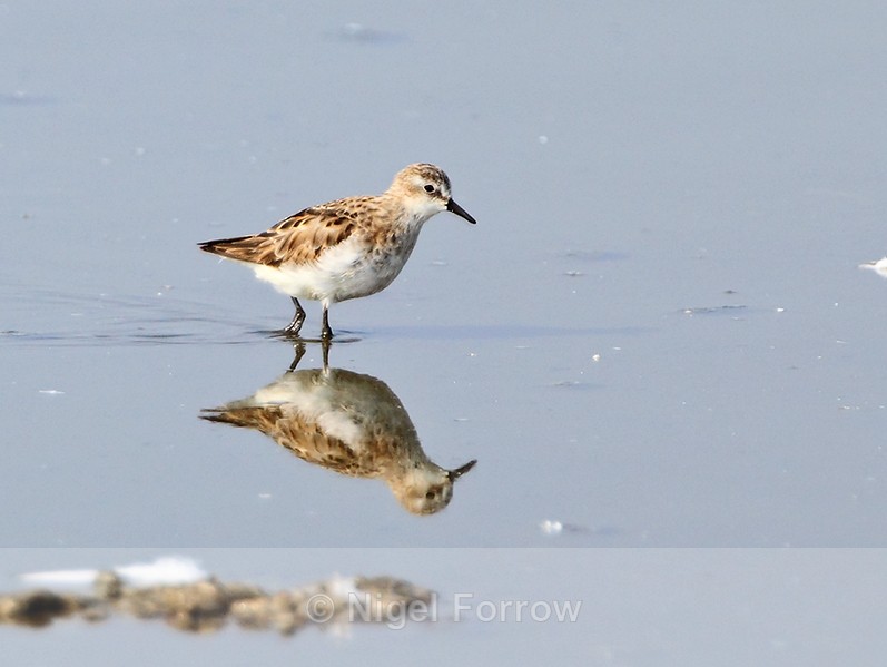 Little Stint reflection in Lake Nakuru - Little Stint